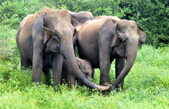 The Best of Sri Lanka’s Nature, Culture & Wildlife