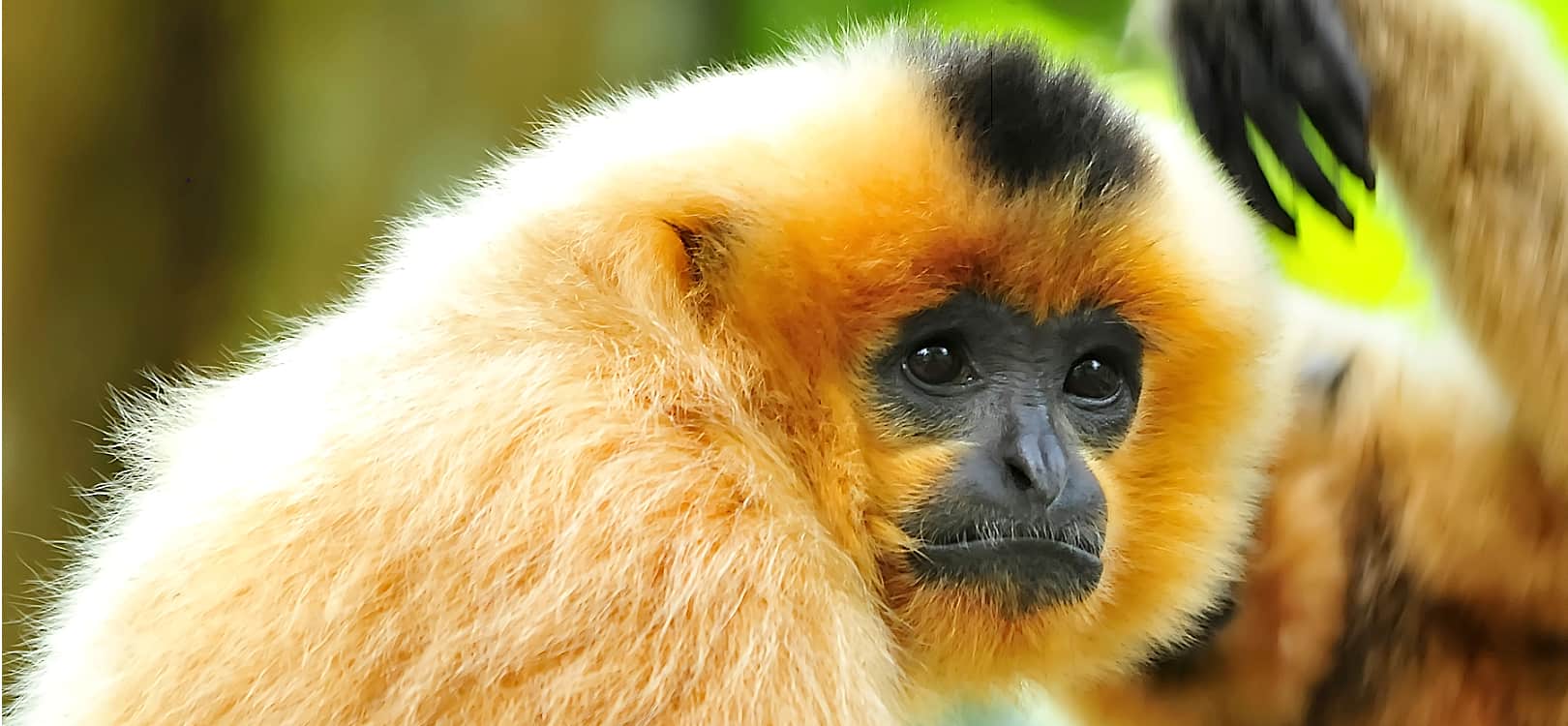 Yellow Cheeked Gibbon Blog