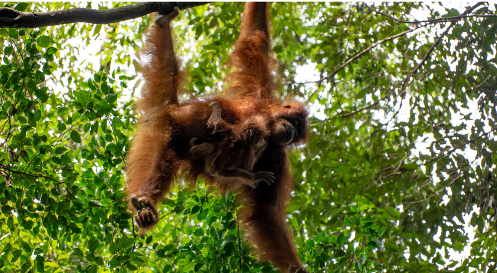 Travel To Nature Asia