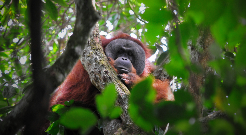 Travel To Nature Asia