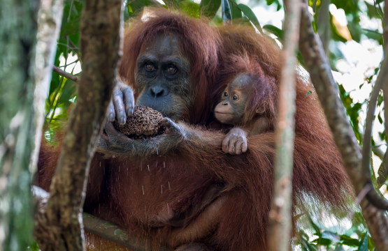 Wild Indonesia:Wildlife Adventure In Quest For Exotic, Endangered & Endemic Sumatra |Lake Toba |Komodo Np