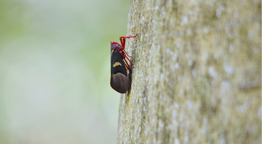 Travel To Nature Asia