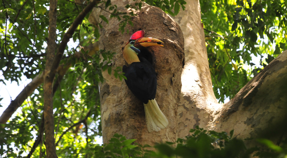 Travel To Nature Asia