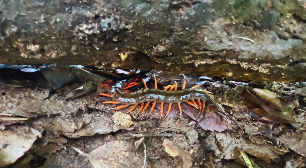 Travel To Nature Asia