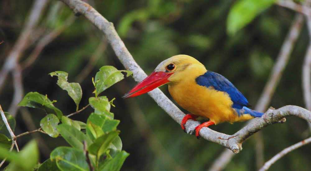 Travel To Nature Asia