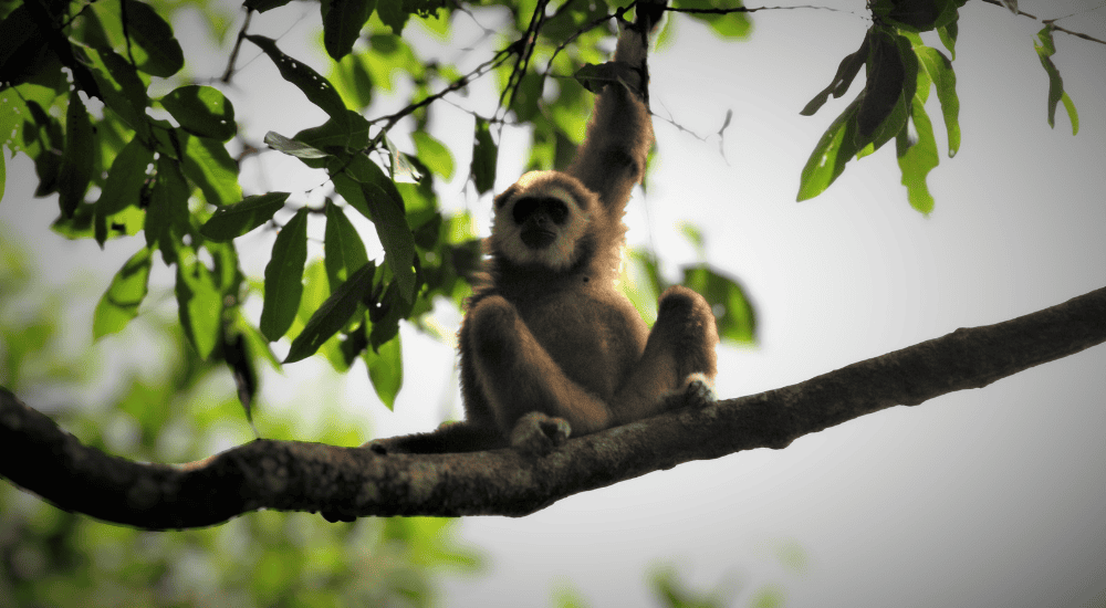 Travel To Nature Asia