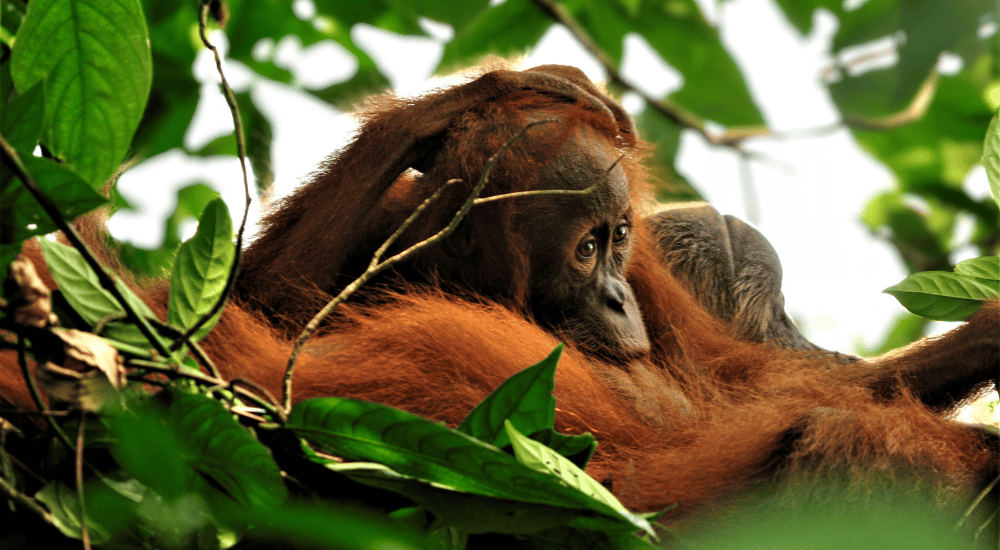 Travel To Nature Asia