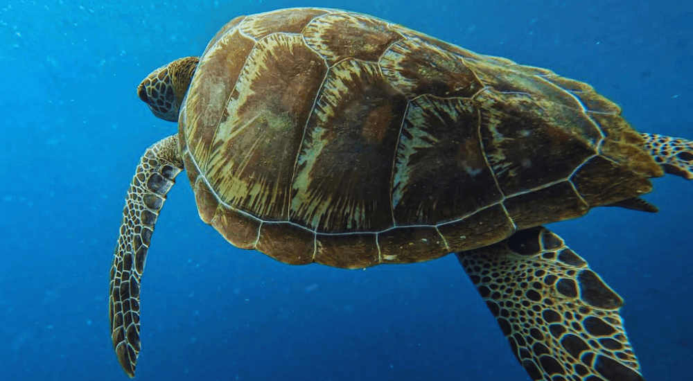 Travel To Nature Asia