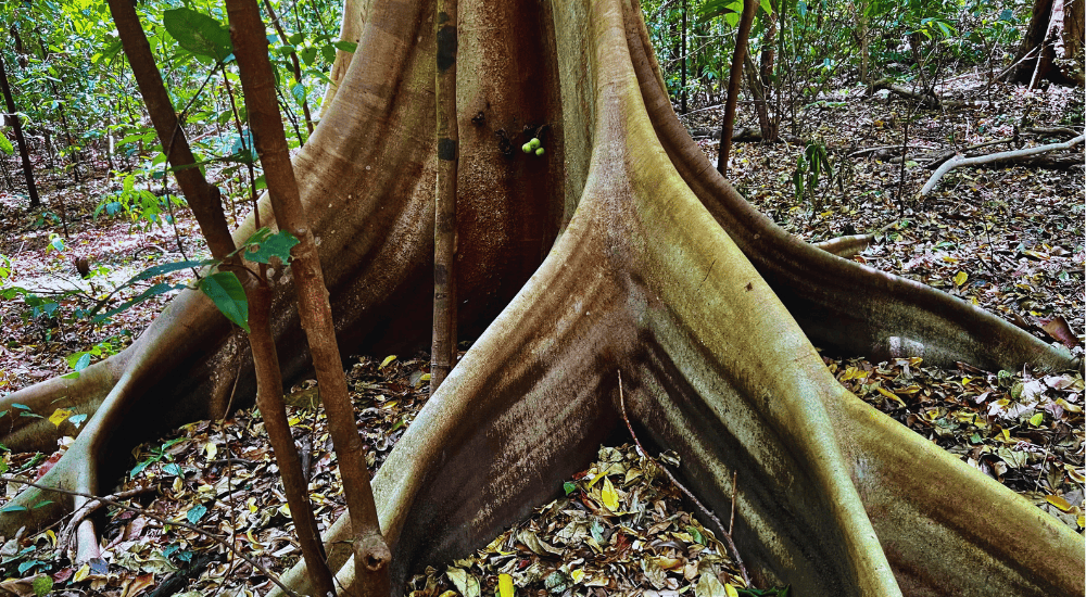 Travel To Nature Asia