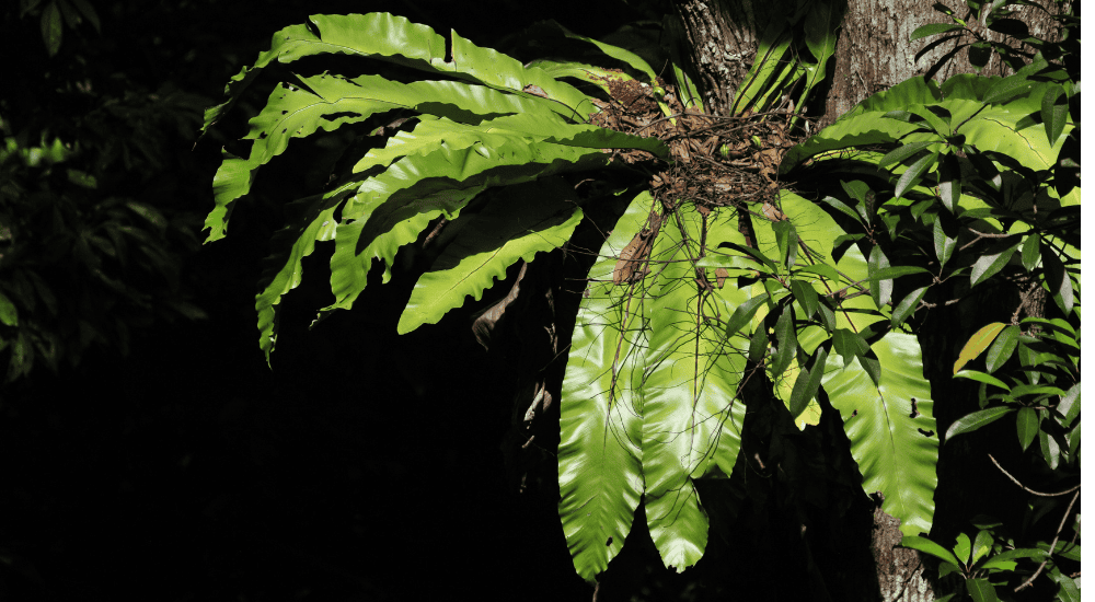 Travel To Nature Asia