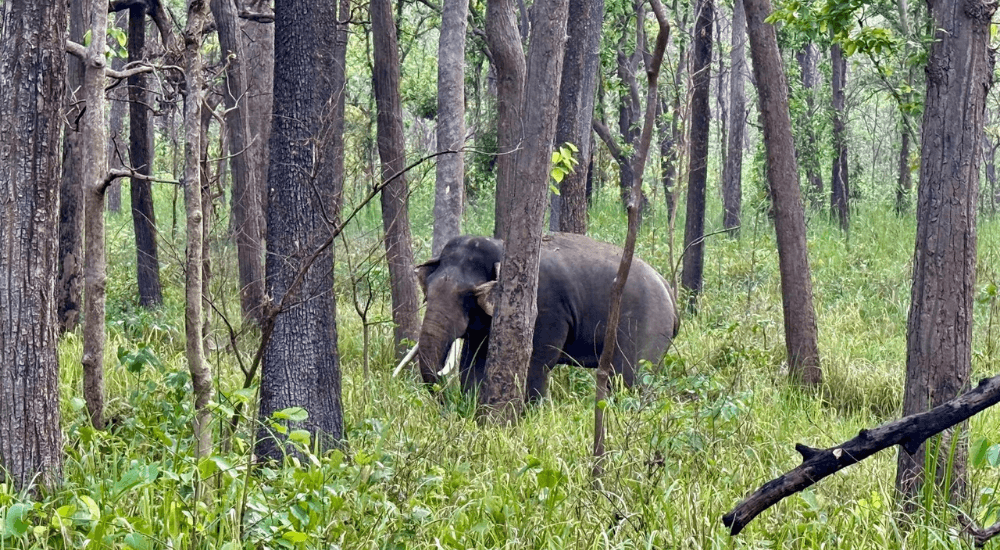 Travel To Nature Asia