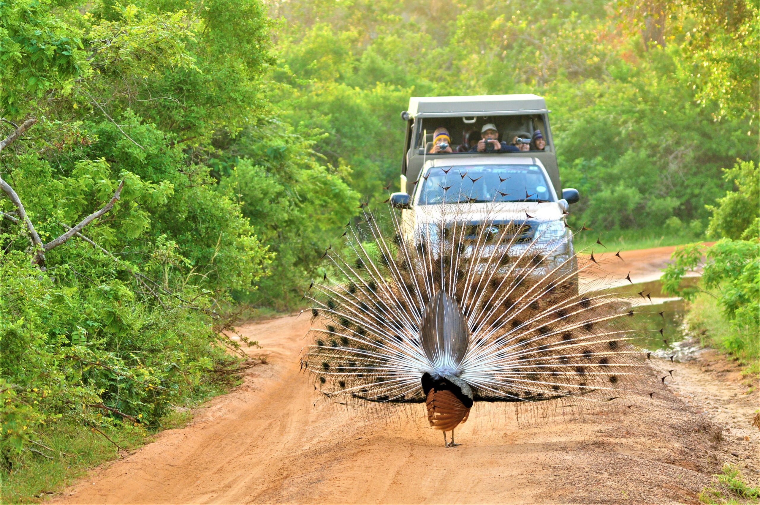 Birding in Sri Lanka — Experience the Island’s Avian Wonders