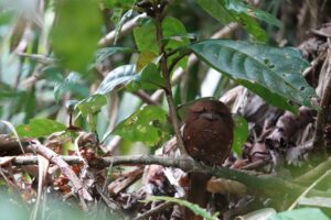 Birding in Sri Lanka — Experience the Island’s Avian Wonders 2 A Sri Lanka Frogmouth camouflaged among leaves in tropical forest habitat during birding in Sri Lanka.