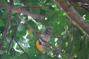 Birding in Sri Lanka — Experience the Island’s Avian Wonders 3 A Jungle Owlet perched on a tree branch in its natural habitat during birding in Sri Lanka.