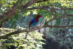 Birding in Sri Lanka — Experience the Island’s Avian Wonders 1 A Sri Lanka Blue Magpie resting on a branch inside Sinharaja Rainforest during birding in Sri Lanka.