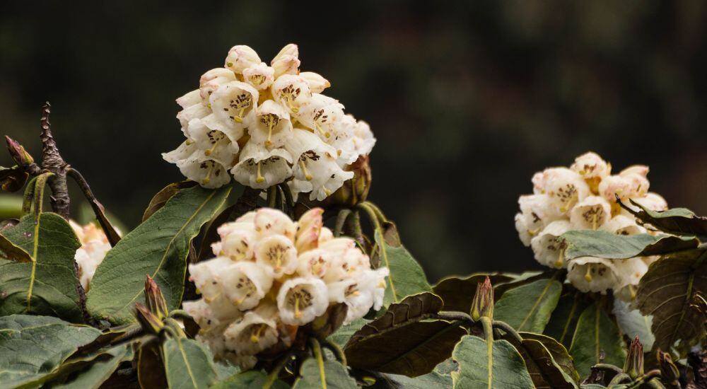 Travel To Nature Asia