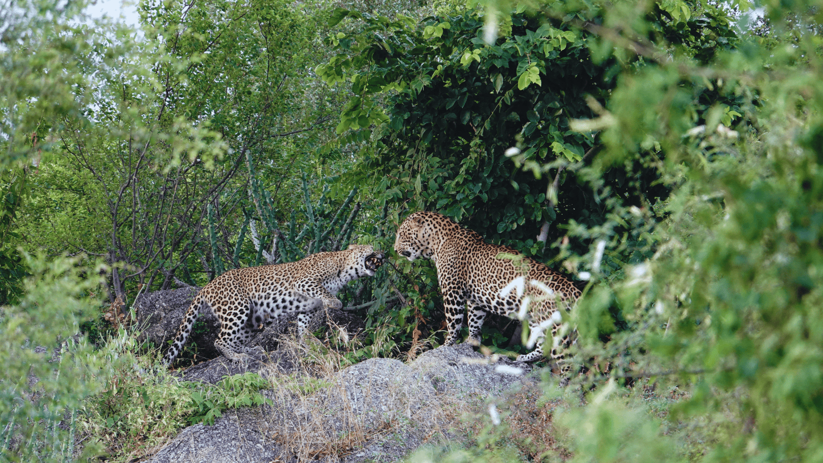 Travel To Nature Asia