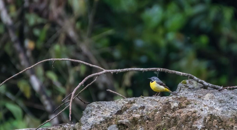 Travel To Nature Asia