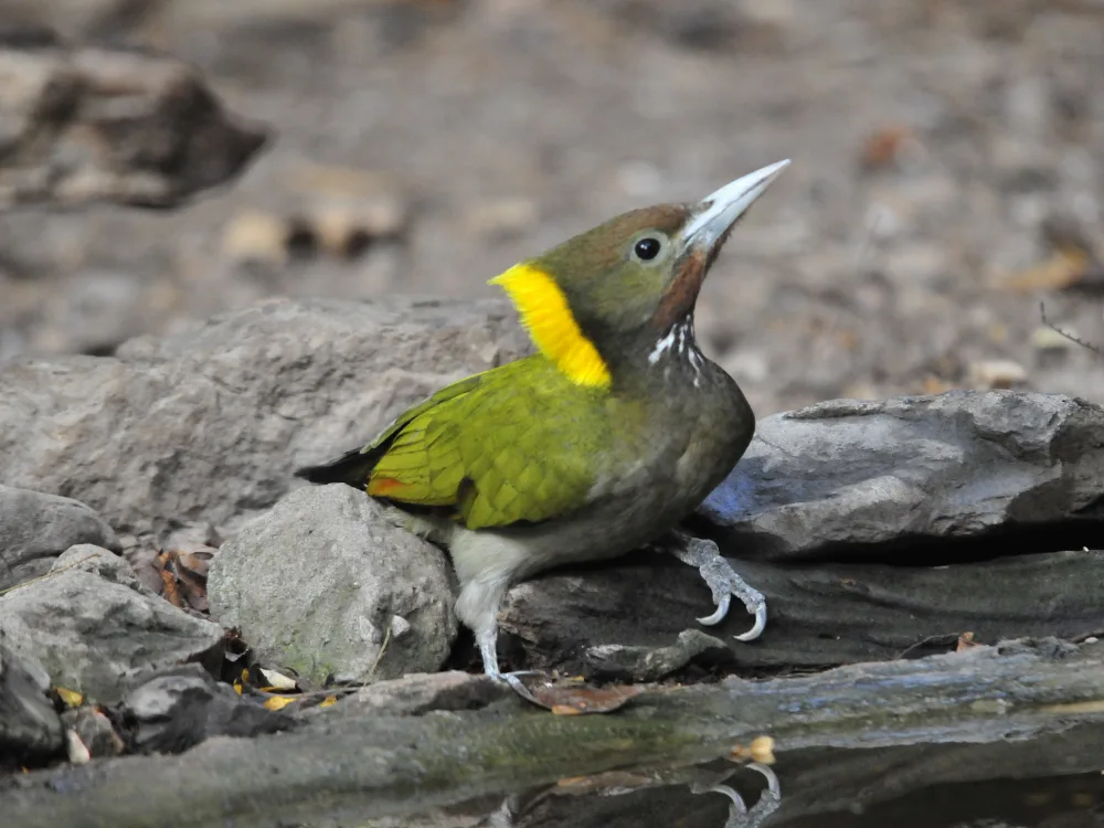 Birdwatching in the forests of Asia