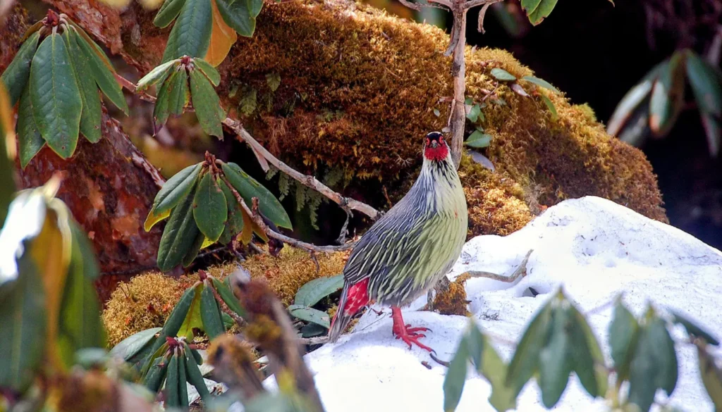 birdwatching holidays asia himalayan forest