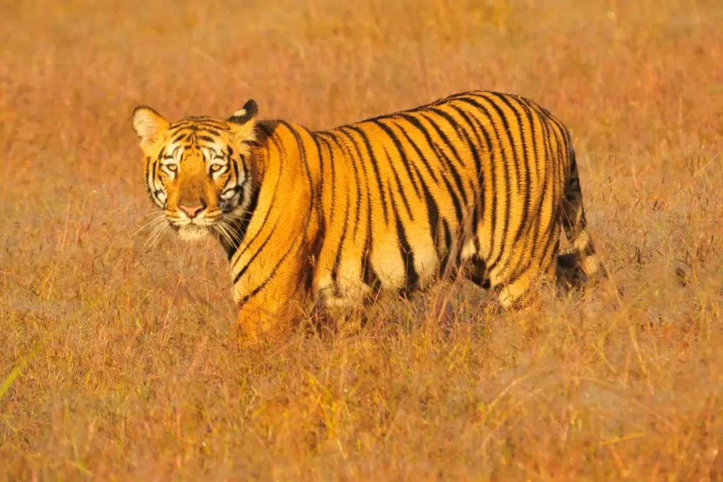 india-bengal-tiger-wildlife-holiday