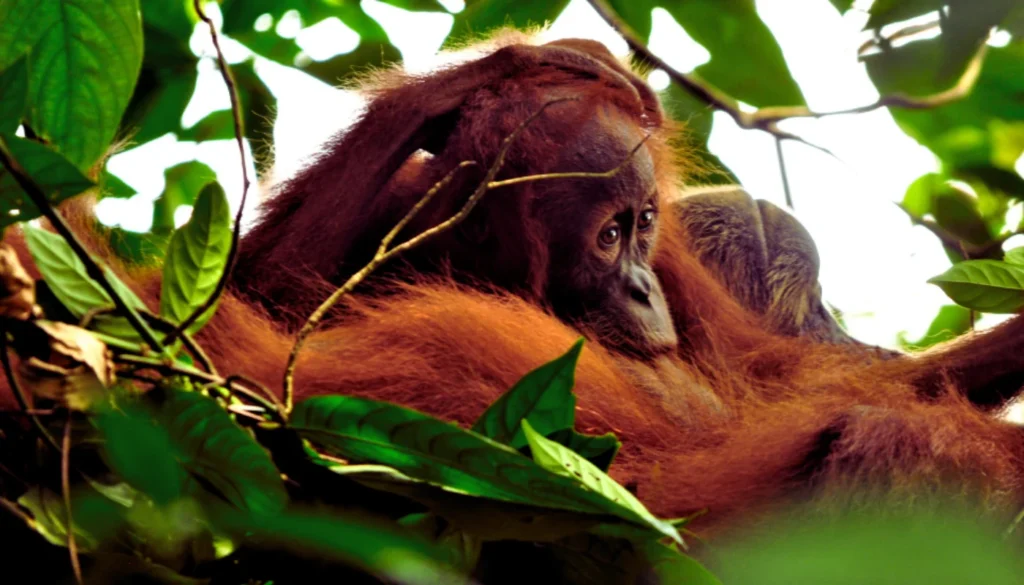 orangutan borneo rainforest wildlife holiday
