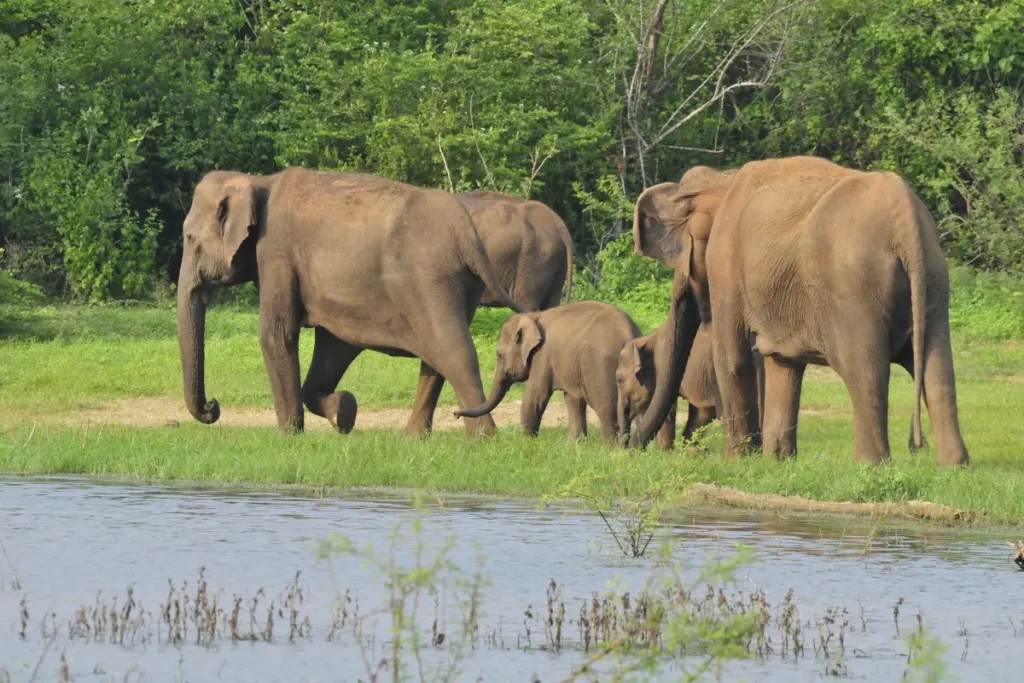 sri lanka elephant wildlife cultural holiday