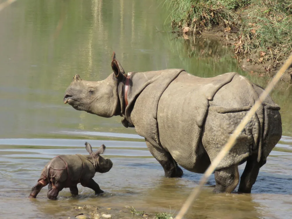 Rhino in the wild during a wildlife holiday in Asia