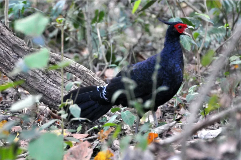 Kalij pheasant during himalayan expedition
