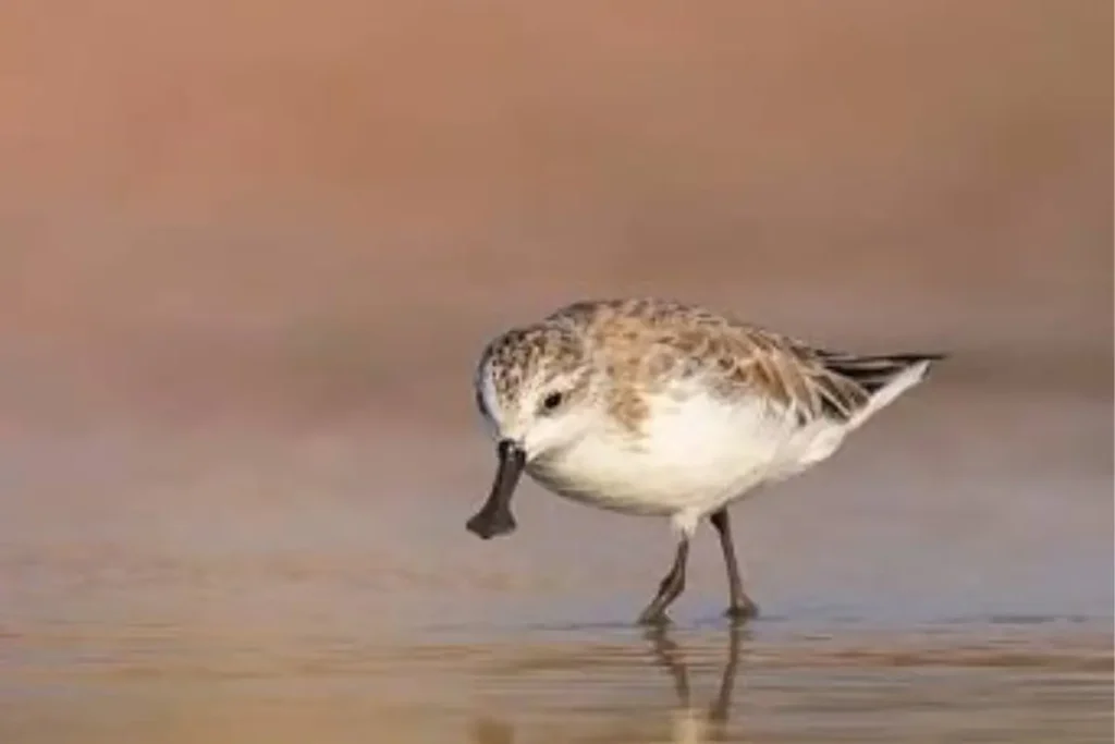 PHAK THALE SPOON BILLE SANDPIPER in THAILAND BIRDING