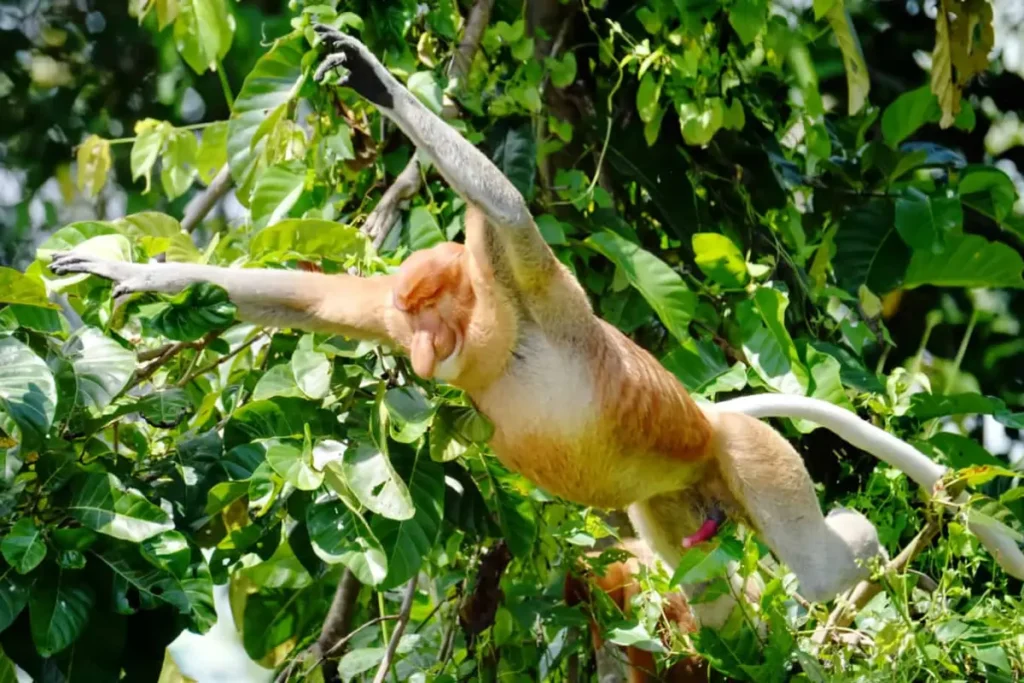 Proboscis monkey in borneo rainforest