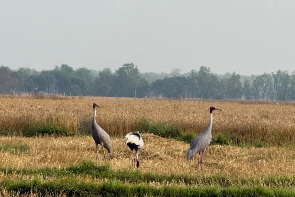 Sarus crane family in lumbini nepal