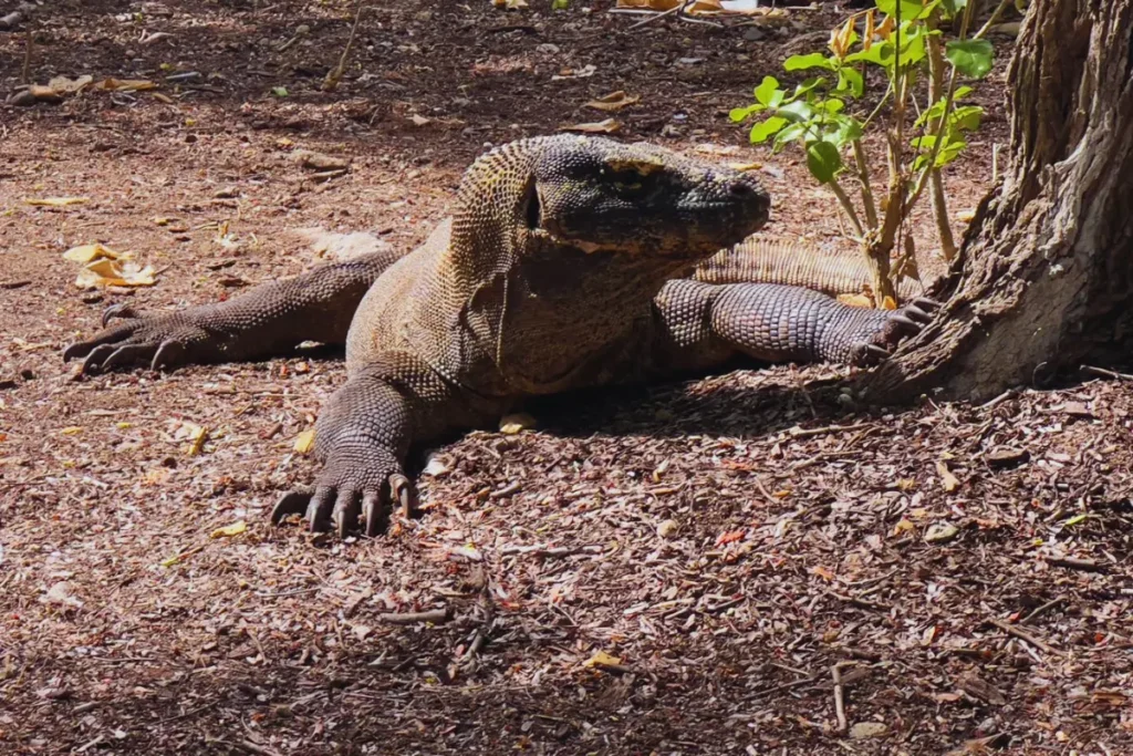 komodo dragon sighting in komodo island hike