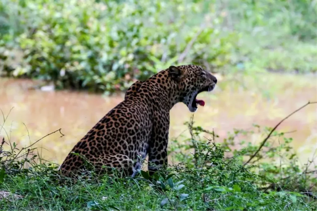 leopard during wildsrilanka safari