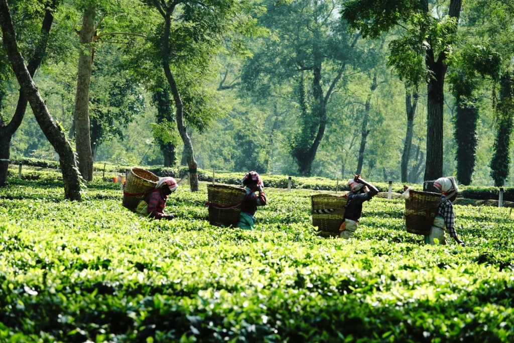tea picking in eastern India